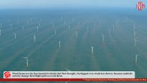 Seabirds Learn To Avoid Wind Farms Turbines - Study Shows