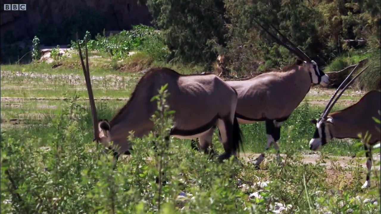 Lions attack Oryx BBC Earth