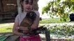 Lovely amazing girl playing with groups of baby cute dog - funny cute dog part 03