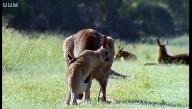 Kangaroo Boxing Attenborough Life of Mammals BBC