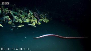 Eel Suffers Toxic Shock From Brine Pool  Blue Planet II