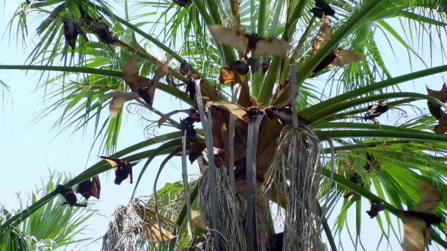 Flying Foxes Vs Freshwater Crocodile Lands of the Monsoon BBC