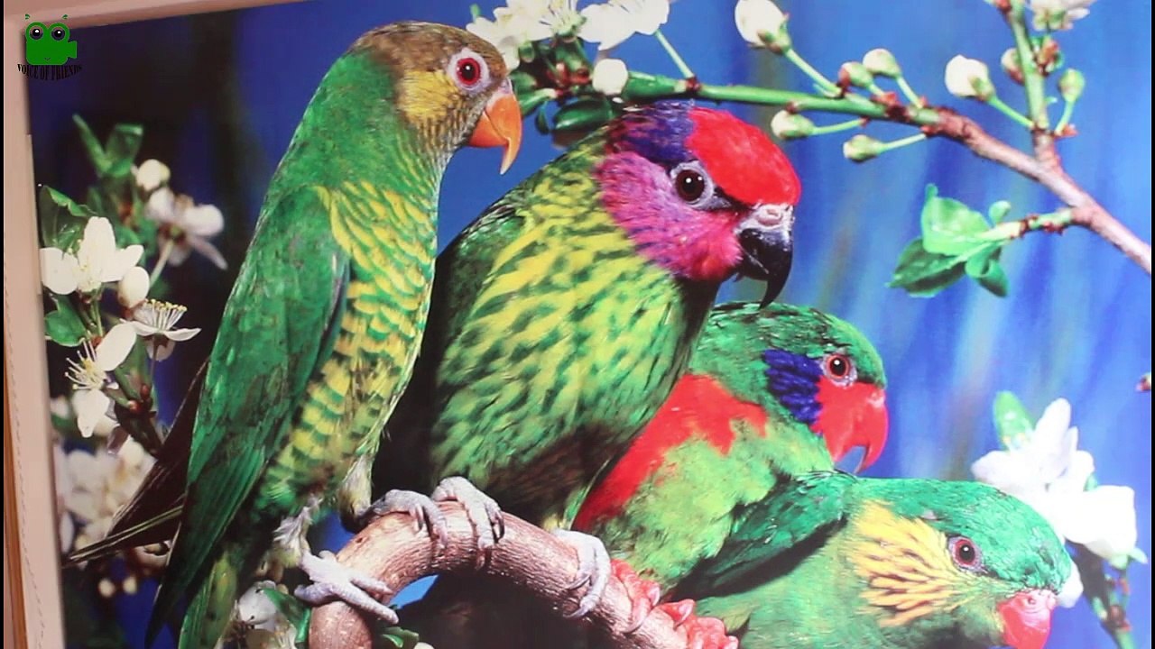 Parrot show in PC hotel Peshawar Exclusive