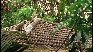 Monkey fight! Cheeky Monkey BBC