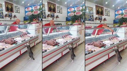Un chat s'en va faire ses courses à la boucherie