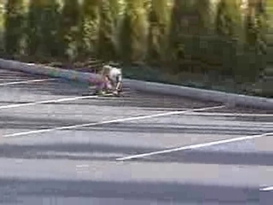 Super chien qui fait du Skate