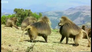 Gelada Baboon  Tension _ Battle of  the Animal World BBC Ear