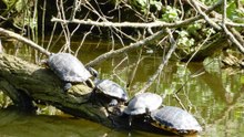 Les tortues de Floride sortent de leur carapace