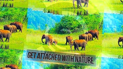 Enchanting Beauty of Kerala