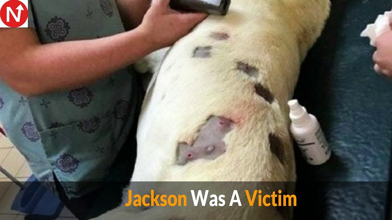 She Thought Her Dog Had Bug Bites – Then She Realized The Scary Truth.