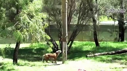 Lion and Tiger Looking Hunting Monkey on The Top of Tree