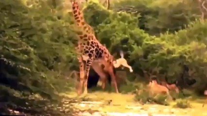 Lion Vs Giraffe: Lion Video - Lion Attacks Giraffe