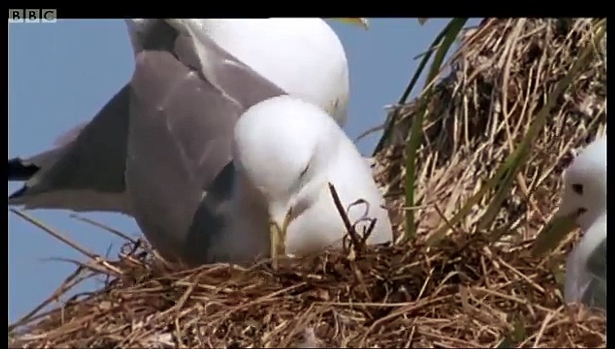 World's largest eagle attacks Kittiwake birds Blue Planet A Natural History