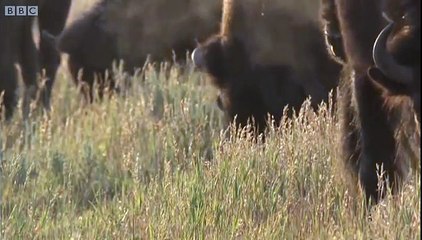 Bison Battle  Yellowstone BBC