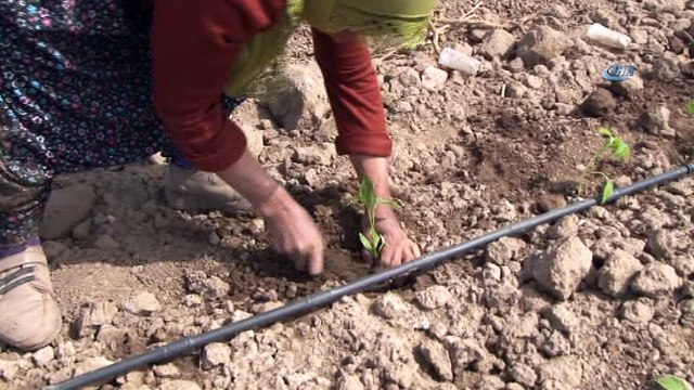 Kayyumdan görülmemiş hizmet...Belediye ihtiyaç sahibi ailelere arazi tahsis etti