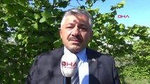 Ordu Fındıkta 'Külleme' Tehdidi