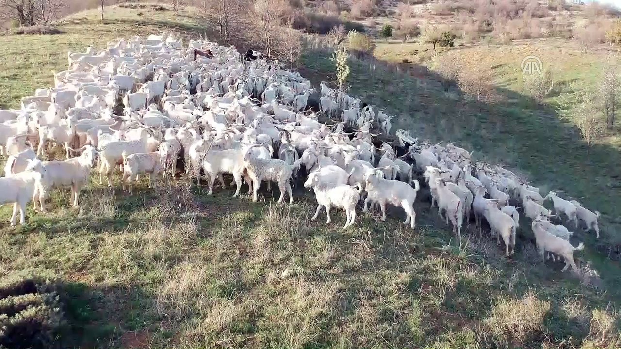 Ankara keçisi yetiştiriciliğine yeniden başladılar