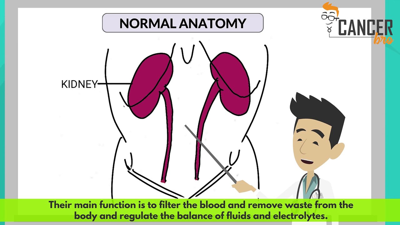 CancerBro explains kidney anatomy