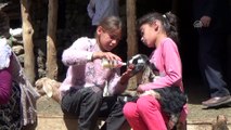 Anneleri çalınan kuzular biberonla besleniyor - MUŞ