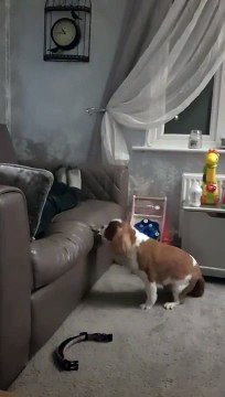 Ce chien adorable n'ose pas monter sur le canapé