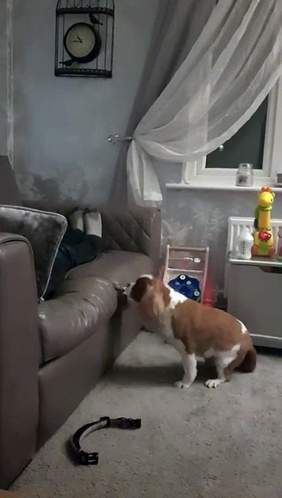 Ce chien adorable n'ose pas monter sur le canapé