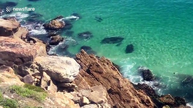 Huge great white chases seals in South African bay