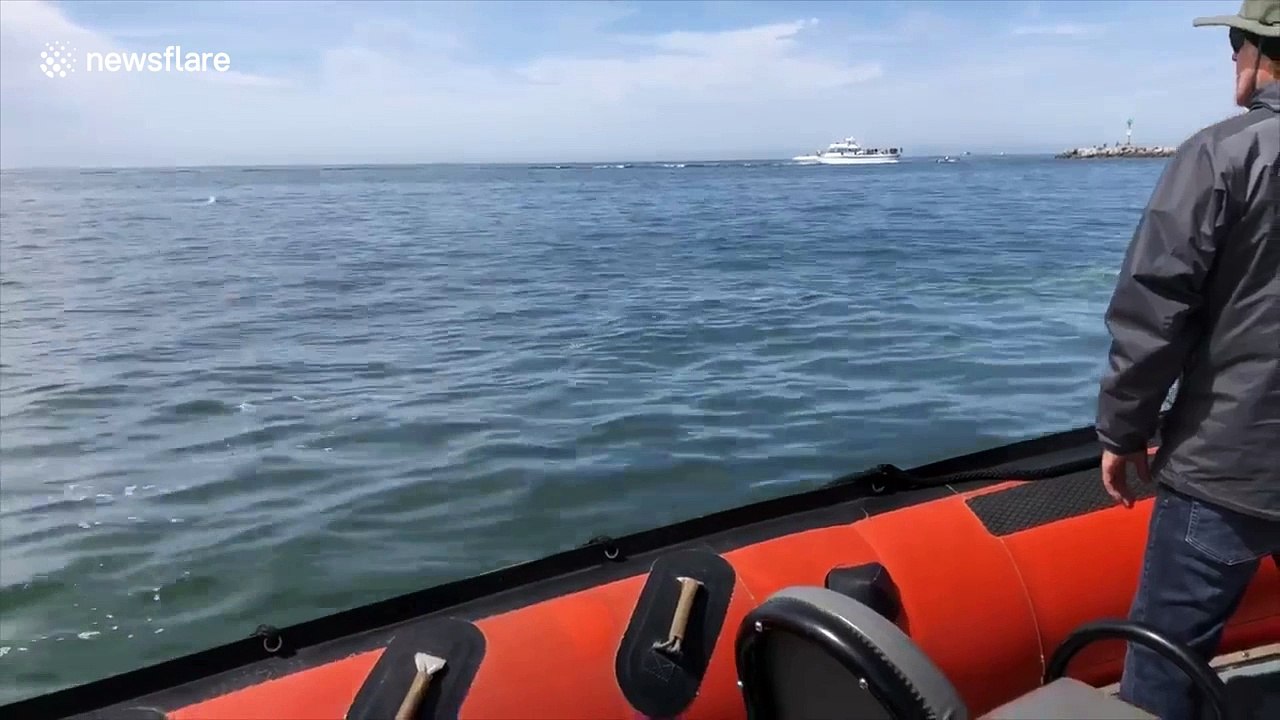 Surprise! Whales and dolphins appear beside US kayakers