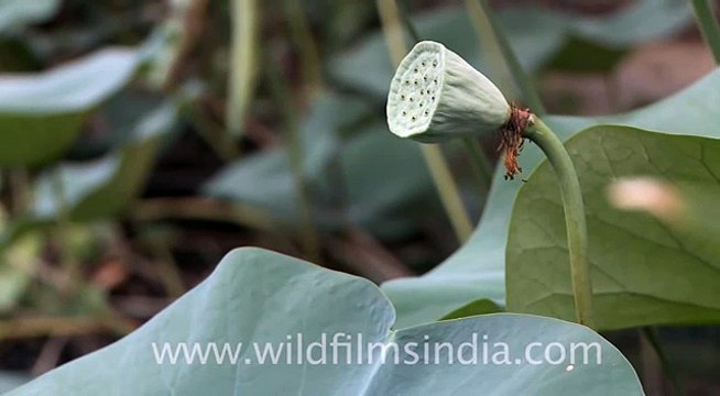 Lotus seed pods - not for trypophobics!