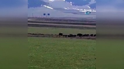 Sarıkamış'ta domuz sürüsü görüntülendi