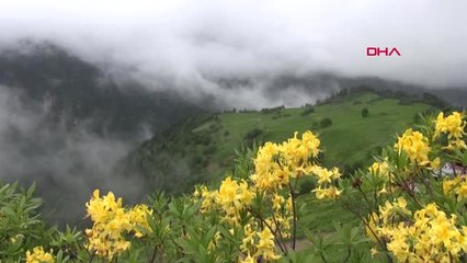 Rize'de Bahar Güzelliği