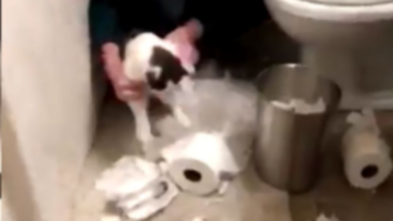 Un chat nettoie son propre bazar