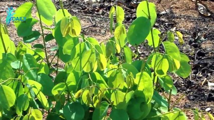 Giloy - गिलोय के फायदे और नुकसान क्या हैं   Daily Health Care