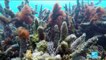Environment: Great Barrier Reef irreversibly damaged by global warming, 2016 heatwave