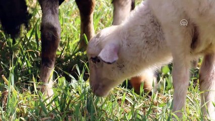 Doğu Akdeniz'de koyun kırkım zamanı - OSMANİYE