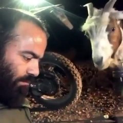 کم مونده بود با بز لب بگیره