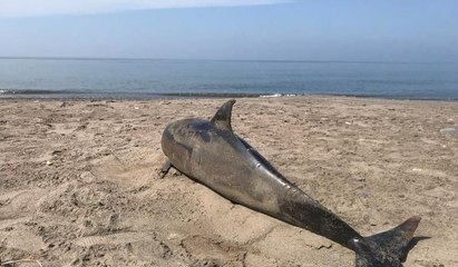 Düzce'de sahilde ölü yunus balığı bulundu