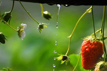 Fraise : pourquoi faut-il en consommer sans modération ?