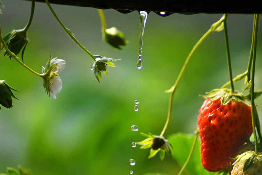 Fraise : pourquoi faut-il en consommer sans mod...