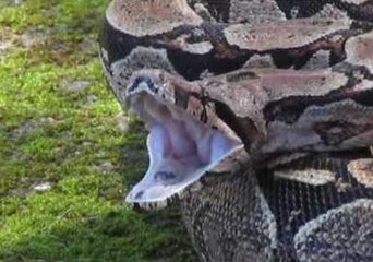 Angry Boa Constrictor Helps Educate Students