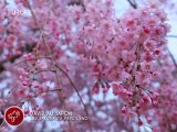[Nyûsu Show] Les Sakura du parc de Ueno