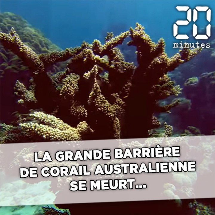 La Grande Barrière de corail australienne se meurt...