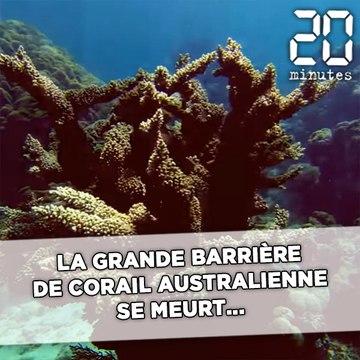 La Grande Barrière de corail australienne se meurt...