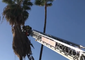 Tucson Firefighters Stage Daring Rescue of Man Trapped in Palm Tree