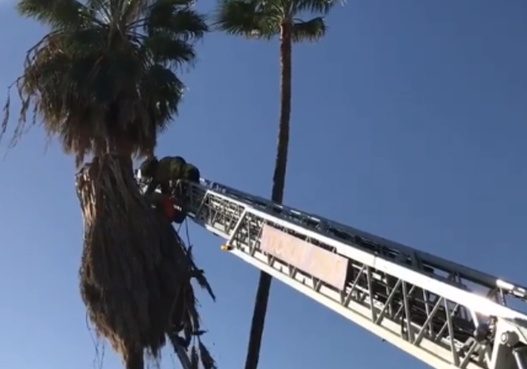 Tucson Firefighters Stage Daring Rescue of Man Trapped in Palm Tree