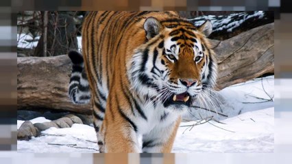 Прогулка амурских тигров в Приморье