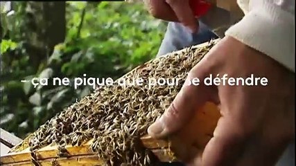 Néonicotinoïdes : le coup de gueule d'un apiculteur