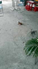 Mom Takes Care of Her Puppy