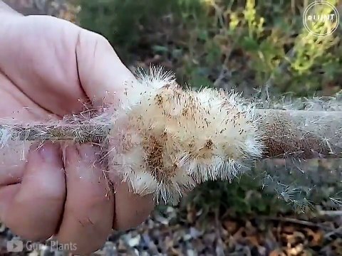 La magie de la massette à feuilles étroites, une plante incroyable