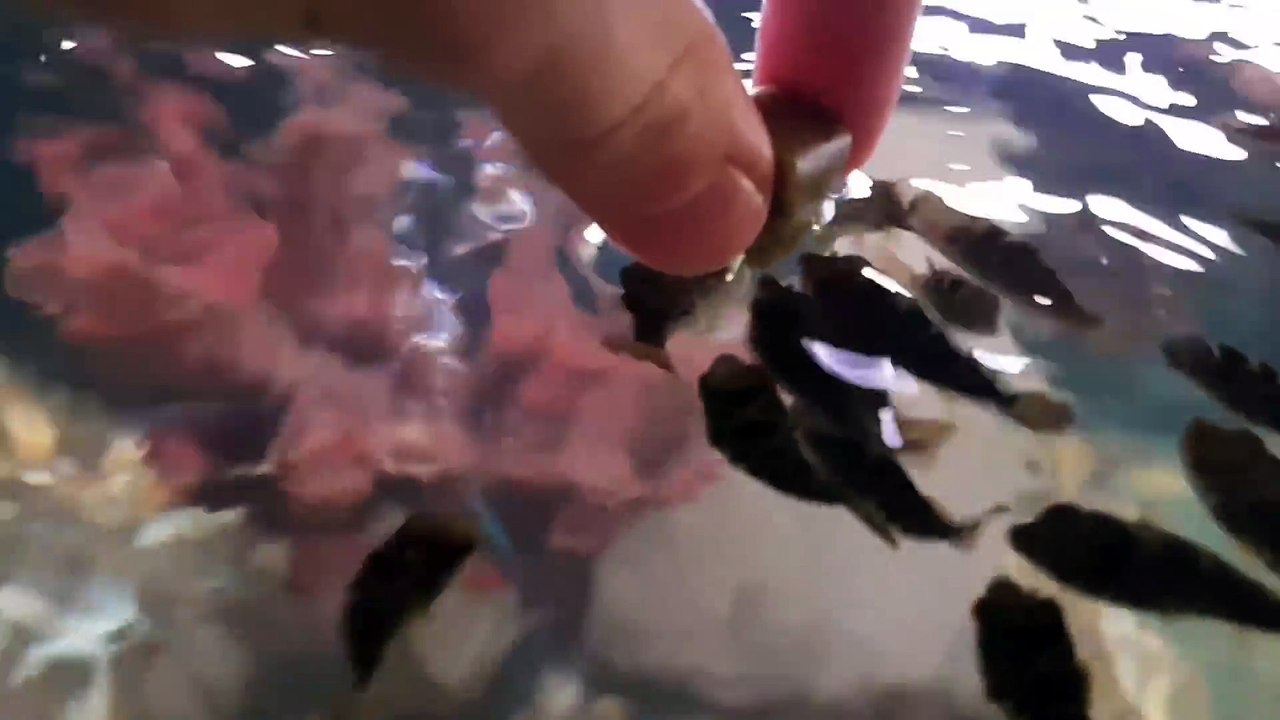 Il nourrit ses bébés poissons globes et c'est adorable