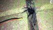 Un désinsectiseur découvre que sa propre maison est infestée d'araignées venimeuses